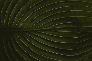 closeup of Hosta leaf with intricate vein texture, dark moody green, artistic art nature photography background