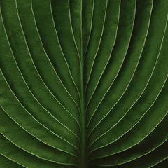 closeup of Hosta leaf with intricate vein texture, dark moody green, artistic nature photography © Carla Tracy