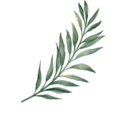 Watercolor green leaves. Hand drawn botanical elements isolated on white. Suitable for wedding stationary, greetings, wallpapers, fashion, background.
