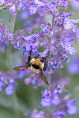 Closeup wildlife nature image of a yellow and black bumble bee as it feeds on the pollen from purple flower blossoms.