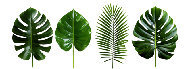 Set of tropical leaves for botanical and decorative purposes on transparent background, PNG