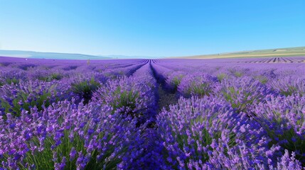 a field of blooming lavender under a clear blue sky, the purple flowers stretching as far as the eye can see, creating a stunning and fragrant background, with plenty of copy space for text