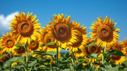 Fototapeta premium a vibrant field of sunflowers under a bright blue sky, the tall flowers creating a cheerful and lively background, with ample copy space for text