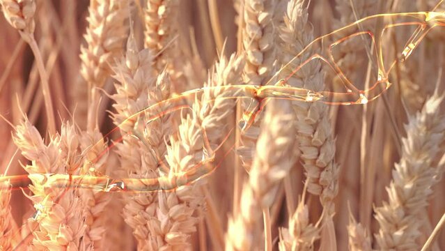 Genetically modified wheat symbolized by DNA helix, addressing challenges food security and agricultural efficiency, genetic engineering