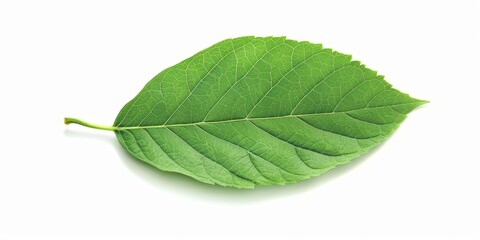 A green leaf isolated on white background.