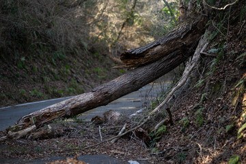 道を塞いでいる倒木