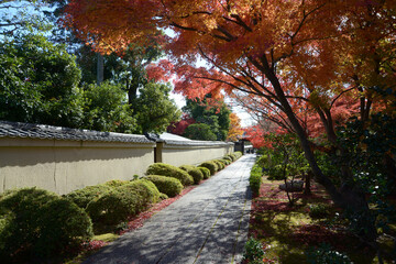 秋の大徳寺　芳春院参道の紅葉　京都市北区紫野