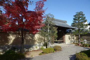 Naklejka premium 秋の大徳寺 芳春院山門の紅葉 京都市北区紫野