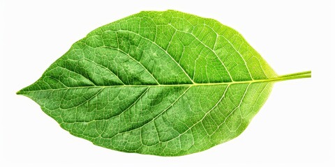 Obraz premium Green leaf with visible veins isolated on white background.
