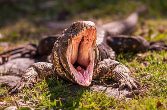 Close up of overo lizard in natural wildlife habitat