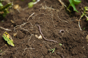 土を這うミミズ