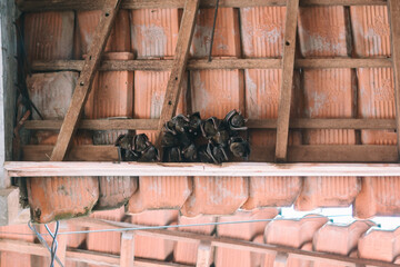 Bats hanging upside down from the roof of a house, illustrating nocturnal wildlife in urban settings