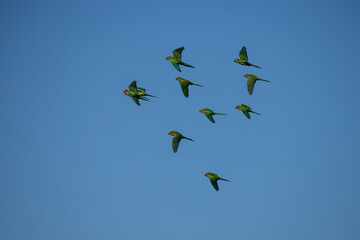 A flock of peach-fronted parakeet (Eupsittula aurea) flying on blue sky.