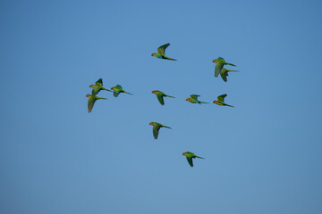 A flock of peach-fronted parakeet (Eupsittula aurea) flying on blue sky.