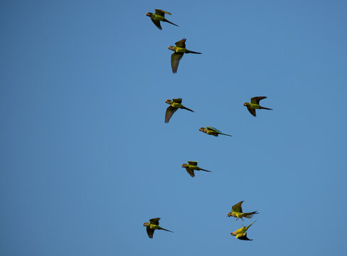 A flock of peach-fronted parakeet (Eupsittula aurea) flying on blue sky. Two of the birds fight during flight in an unusual position.