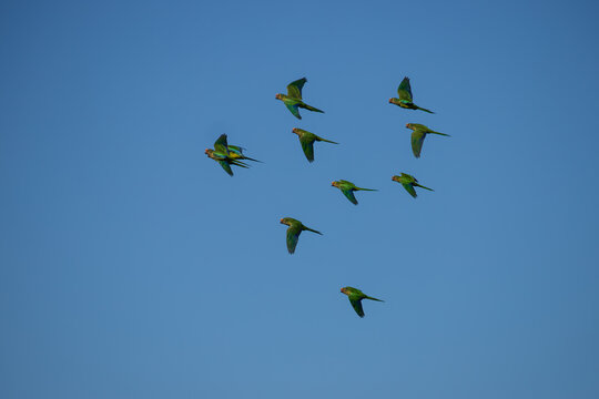 A flock of peach-fronted parakeet (Eupsittula aurea) flying on blue sky.
