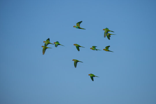 A flock of peach-fronted parakeet (Eupsittula aurea) flying on blue sky.