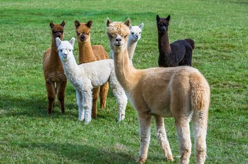 Fototapeta premium Several alpacas on a farm on San Juan Island in Washington state