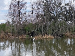 Photo of great egret in bayou, wetlands hardwood forest, swamp, and marsh habitats in Barataria Preserve within Jean Lafitte National Historical Park and Preserve, Jefferson Parish, Louisiana USA..