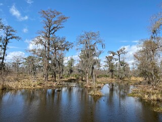 Photo of old man's beard, beard lichen, or beard moss in the bayou or wetlands of Barataria...