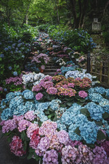 ピンクと水色の紫陽花 / Pink and light blue hydrangea
