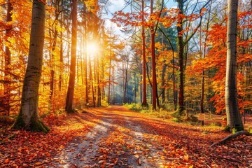 Obraz premium Autumn foliage on trees in forest with sun shining through the branches and a path leading through it. Fall season landscape scene.
