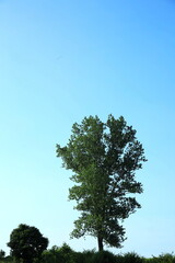 緑の大きな木と青空広がる高原