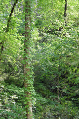 Vine on Tall Tree Trunk