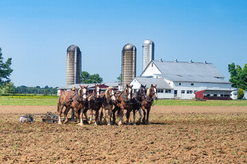 Horses plowing  the field  in Lancaster County, Pennsylvania. Amish farm against a blue, clear sky