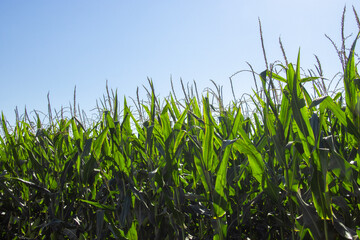 Fototapeta premium green corn field and blue sky