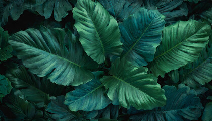 Fototapeta premium Top down view of big green tropical monstera deliciosa and elephant ear colocasia leaves in cold color palette wallpaper or background. Large american and asian ornamental turquoise flowering plants.