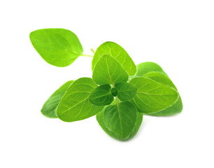 Sprig of fresh green oregano isolated on white