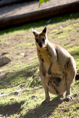 The swamp wallaby has dark brown fur, often with lighter rusty patches on the belly, chest and base of the ears.