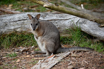 the tammar wallaby  has dark greyish upperparts with a paler underside and rufous-coloured sides and limbs. The tammar wallaby has white stripes on its face.