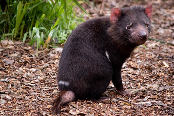 Tasmanian Devils are the size of a small dog. Devils have black fur with a large white stripe across their breast and the odd line on their back..