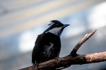 The Eastern Whipbird is a medium-sized bird with a black head, breast and conspicuous crest, with a broad white patch on the side of the face