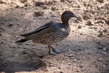 The male wood duck has a darker head and a small dark mane, with a speckled brown-grey breast and a black lower belly and undertail
