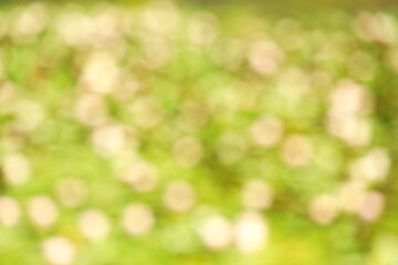 Obraz premium ぼかした睡蓮の背景イメージ