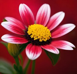 red daisy flower, pink, macro, yellow, flowers, petals, white, spring, summer, plant, flora, beauty, closeup, petal