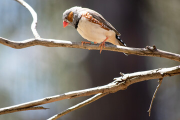the male zebra finch has a grey body with a white under belly with a black and white tail. It has orange cheeks and black stripe on its face