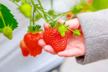 いちご狩り農園の赤いイチゴ