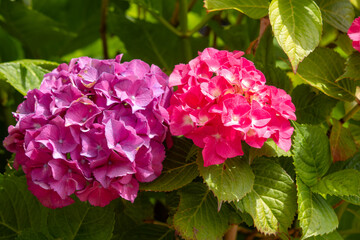 pink hydrangea flowers