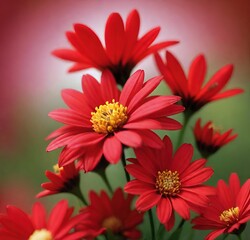Obraz premium red flowers, garden, daisy, flowers, bloom, flora, spring, summer, blossom, plant, gerbera, beauty, floral