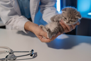 a lovely little kitten is examined by a veterinarian, a veterinary is examining a fluffy adorable...