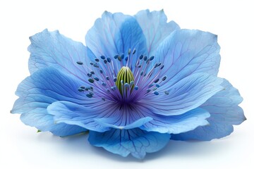 Obraz premium Single Blue Flower With Visible Stamens and Pistil