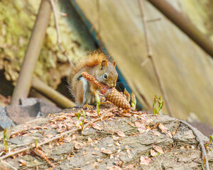 Red squirrel on a rock with a pine cone in it's mouth