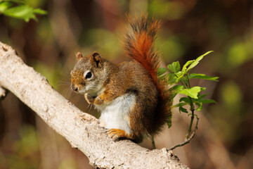 Red squirrel with very bright red tail sitting on a tree branch.