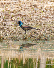 Profile of a grackle and it's reflection in a pond along a marsh