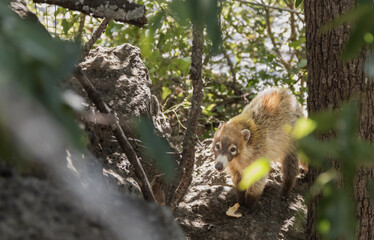 Coati searching for food in the mountains of northern Mexico