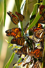 Migrating Monarch Butterflies in Pacific Grove, California